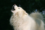 Samoyed Portrait