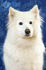 Samoyed Portrait