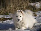 Samoyed in winter