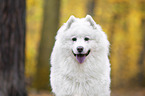 Samoyed Portrait