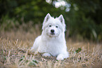 Samoyed on stubble field