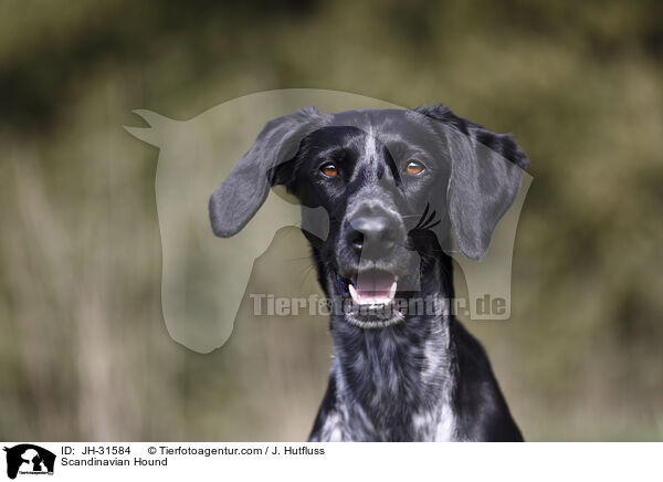 Europischer Schlittenhund / Scandinavian Hound / JH-31584