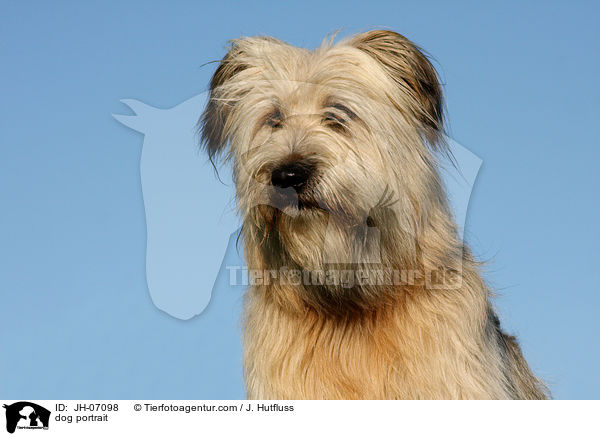 Schafpudel Portrait / dog portrait / JH-07098