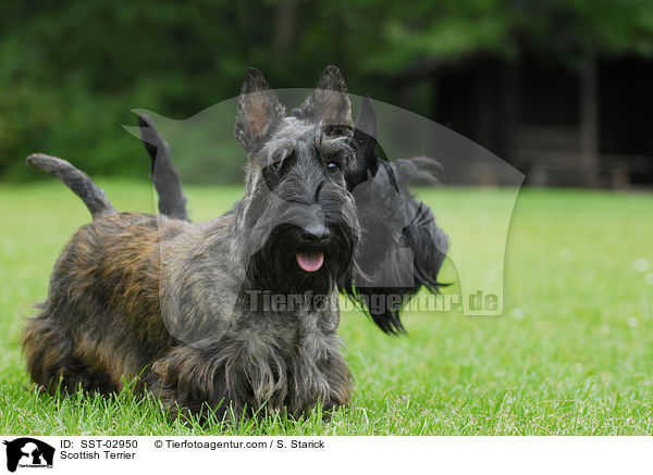 Scottish Terrier / Scottish Terrier / SST-02950