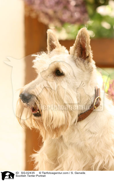 Scottish Terrier Portrait / SG-02435
