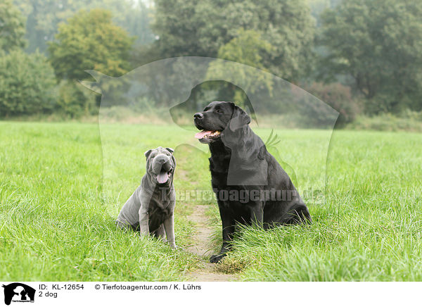 2 Hunde / 2 dog / KL-12654
