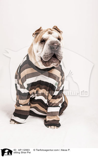 sitzender Shar Pei / sitting Shar Pei / AP-12993