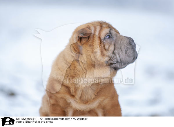 junger Shar Pei im Schnee / young Shar Pei in the snow / MW-09881