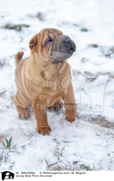 junger Shar Pei im Schnee / young Shar Pei in the snow / MW-09882