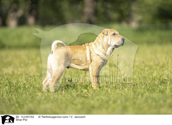 Shar Pei / VJ-05102