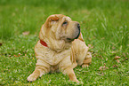 lying Shar Pei