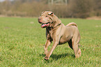 running Shar Pei