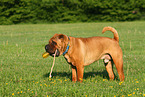 Shar Pei with toy