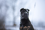 Shar Pei in the winter