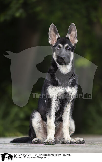 Osteuropischer Schferhund / Eastern European Shepherd / BK-02424