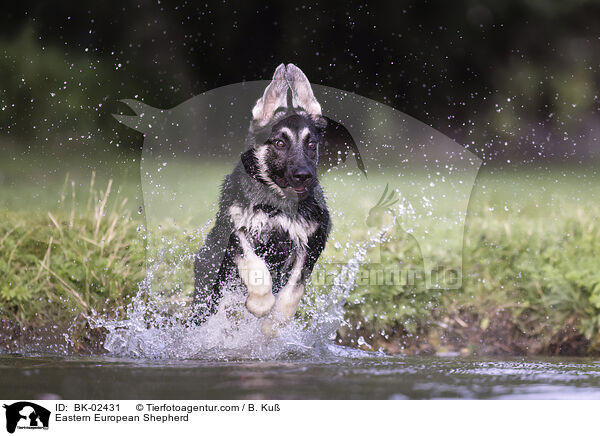 Osteuropischer Schferhund / Eastern European Shepherd / BK-02431