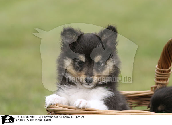 Sheltie Welpe im Krbchen / Sheltie Puppy in the basket / RR-02709
