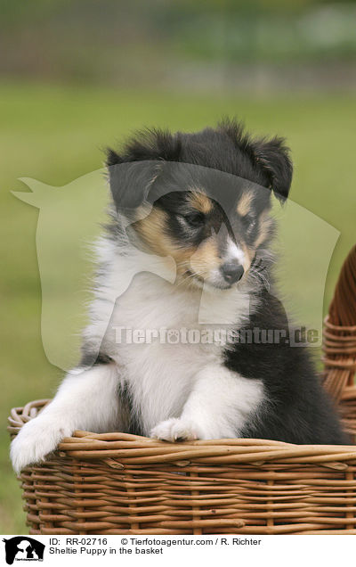 Sheltie Welpe im Krbchen / Sheltie Puppy in the basket / RR-02716