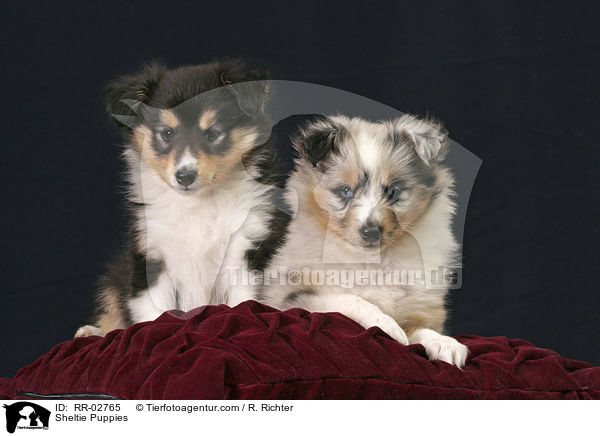 Sheltie Puppies / RR-02765