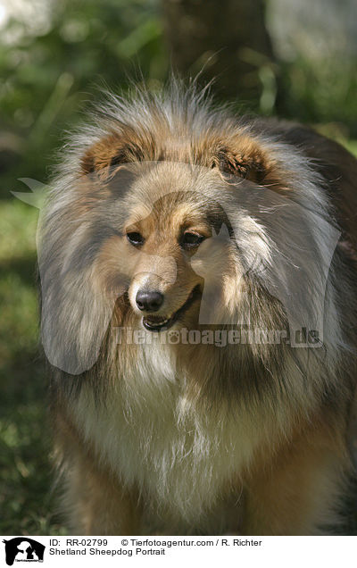 Shetland Sheepdog Portrait / Shetland Sheepdog Portrait / RR-02799