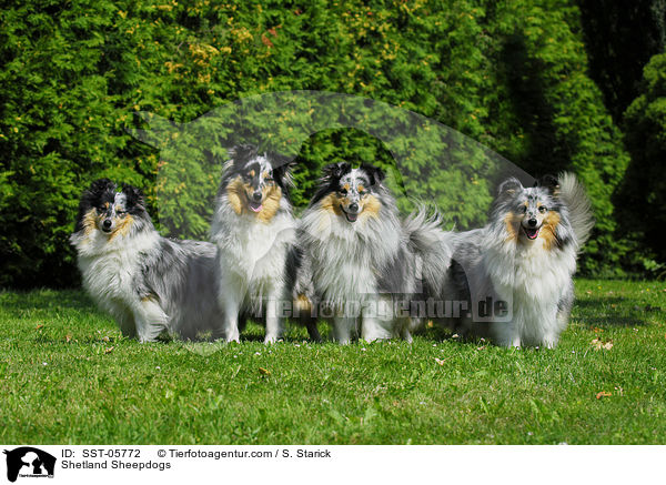 Shelties / Shetland Sheepdogs / SST-05772