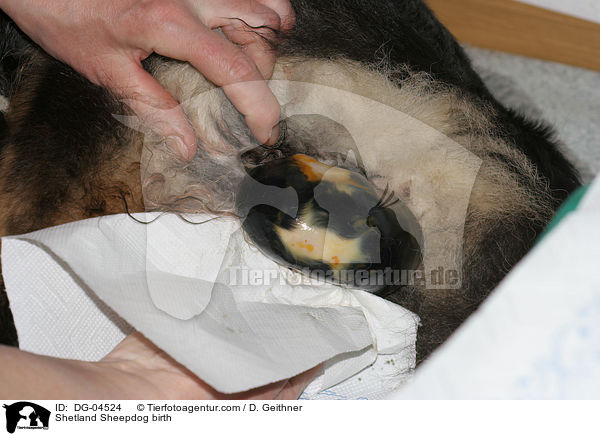 Shetland Sheepdog birth / DG-04524