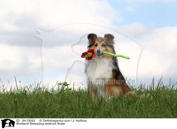 Shetland Sheepdog retrieves flower / JH-13093