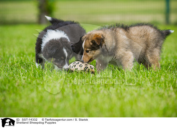 Sheltie Welpen / Shetland Sheepdog Puppies / SST-14332
