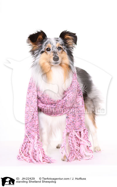 stehender Sheltie / standing Shetland Sheepdog / JH-22429