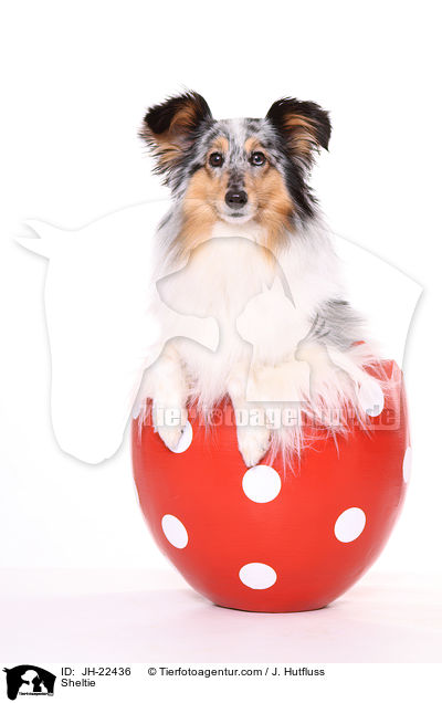 Sheltie / Sheltie / JH-22436