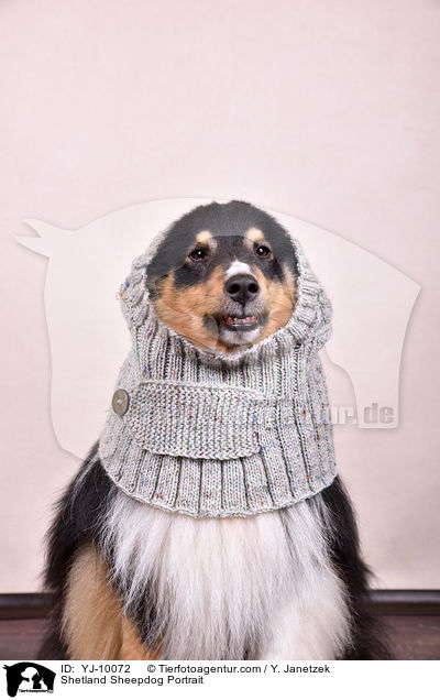 Sheltie Portrait / Shetland Sheepdog Portrait / YJ-10072