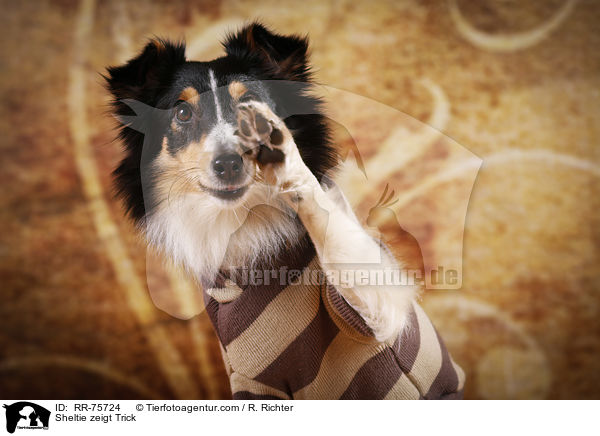 Sheltie shows trick / Sheltie zeigt Trick / RR-75724