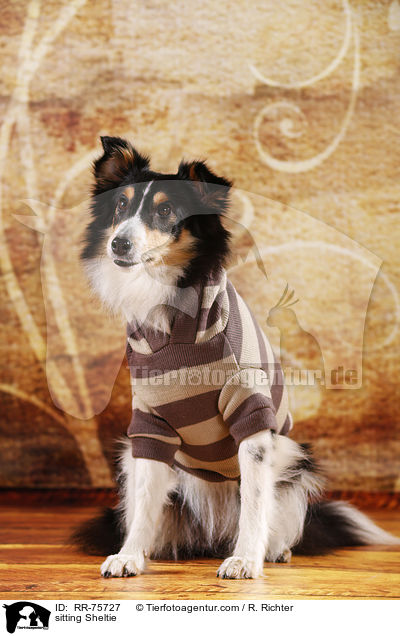 sitzender Sheltie / sitting Sheltie / RR-75727