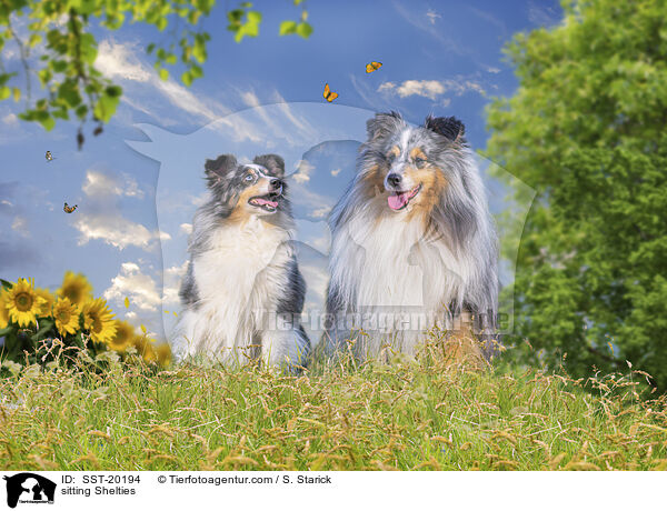 sitzende Shelties / sitting Shelties / SST-20194