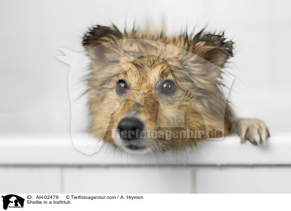 Sheltie in einer Badewanne / Sheltie in a bathtub / AH-02479