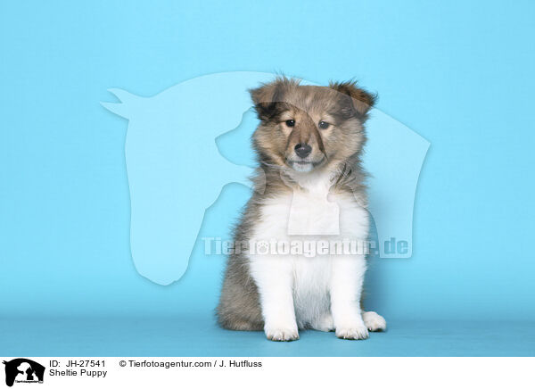 Sheltie Welpe / Sheltie Puppy / JH-27541