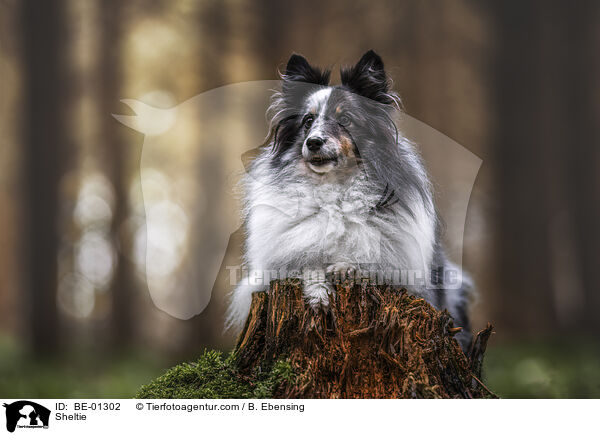 Sheltie / Sheltie / BE-01302