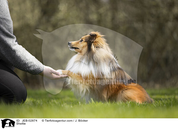 Sheltie / Sheltie / JEB-02874