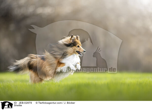 Sheltie / Sheltie / JEB-02879