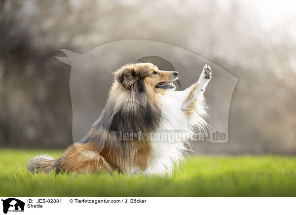 Sheltie / Sheltie / JEB-02881