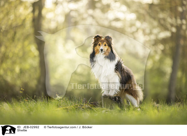 Sheltie / Sheltie / JEB-02992