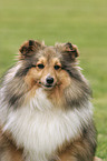 Sheltie Portrait