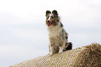 young Shetland Sheepdog