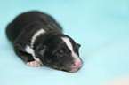 Shetland Sheepdog Baby