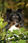 Shetland Sheepdog Portrait