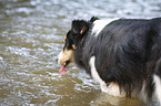 drinking Sheltie