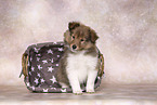 Sheltie Puppy