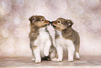 2 Sheltie Puppies