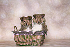 2 Sheltie Puppies