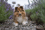 female Sheltie